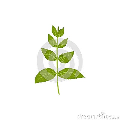 Mint Spearmint fresh Peppermint Leaf. Vector Illustration